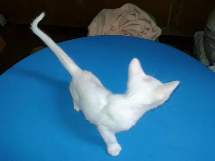 Gato ra a SRD idade Abaixo de 2 meses nome Milk