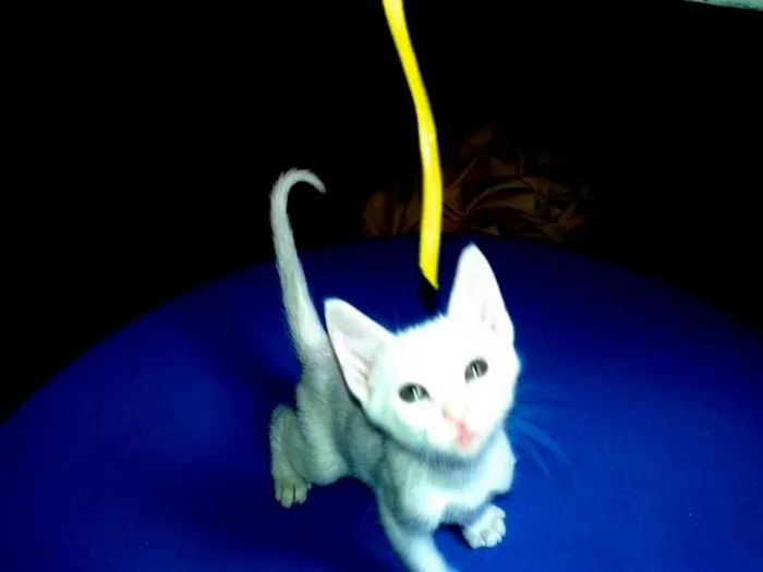 Gato ra a SRD idade Abaixo de 2 meses nome Milk