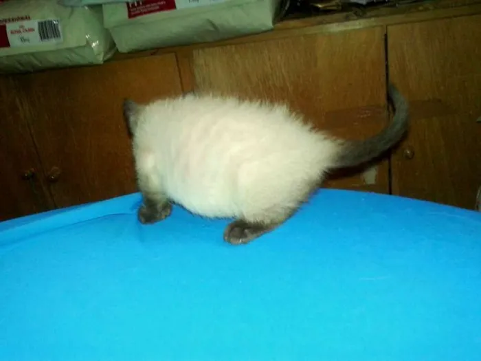 Gato ra a Siamês idade Abaixo de 2 meses nome Blue