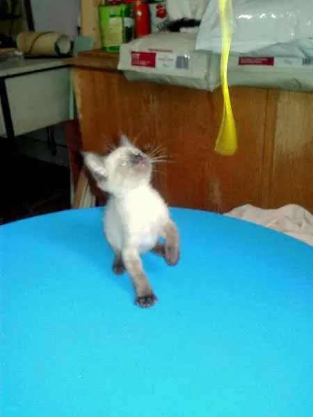 Gato ra a Siamês idade Abaixo de 2 meses nome Blue