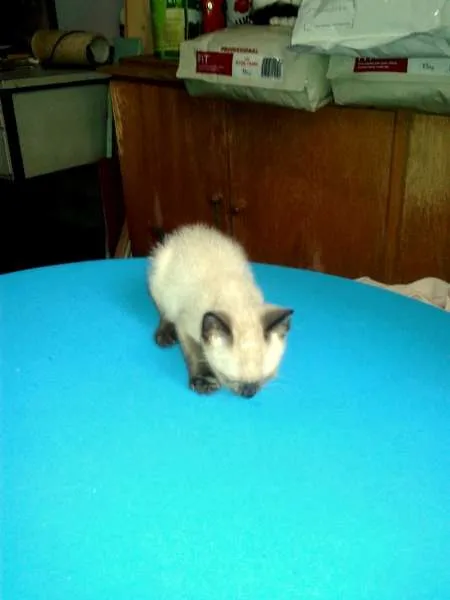 Gato ra a Siamês idade Abaixo de 2 meses nome Blue