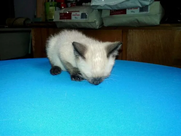 Gato ra a Siamês idade Abaixo de 2 meses nome Blue