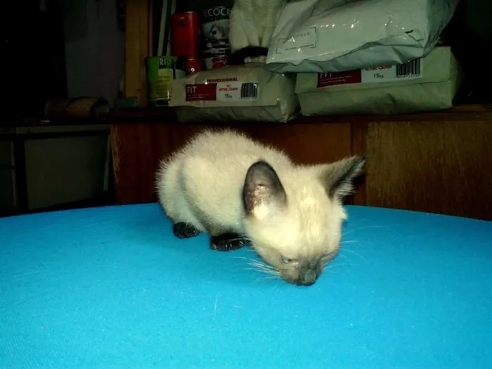 Gato ra a Siamês idade Abaixo de 2 meses nome Blue