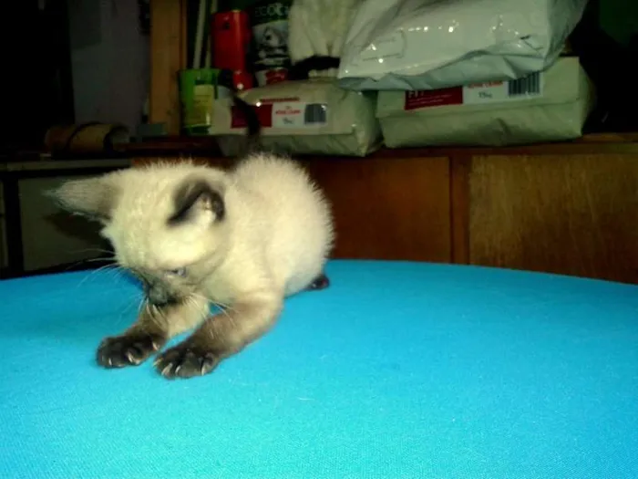 Gato ra a Siamês idade Abaixo de 2 meses nome Blue