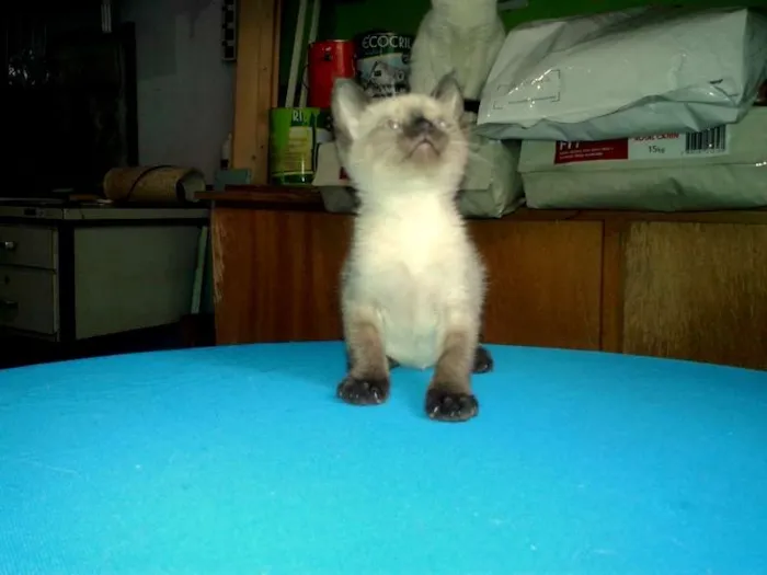 Gato ra a Siamês idade Abaixo de 2 meses nome Blue