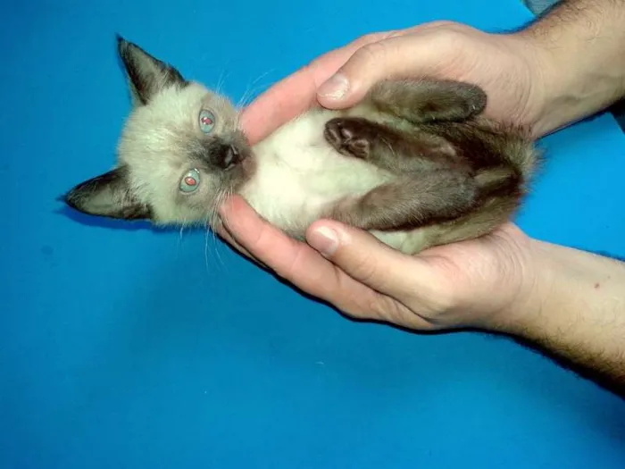 Gato ra a Siamês idade Abaixo de 2 meses nome Blue