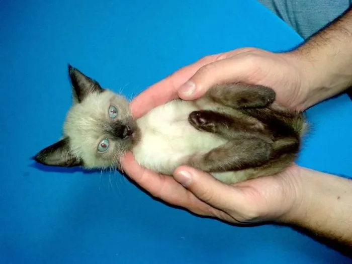Gato ra a Siamês idade Abaixo de 2 meses nome Blue