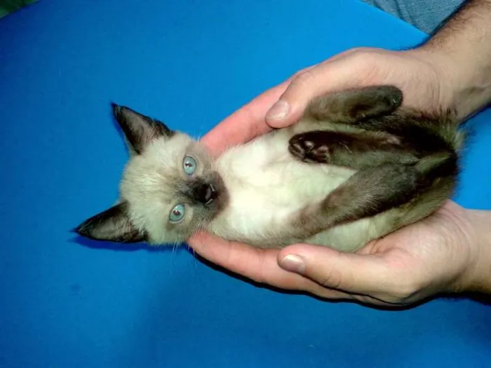 Gato ra a Siamês idade Abaixo de 2 meses nome Blue