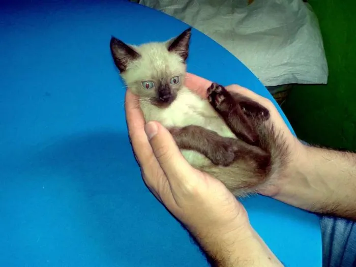 Gato ra a Siamês idade Abaixo de 2 meses nome Blue