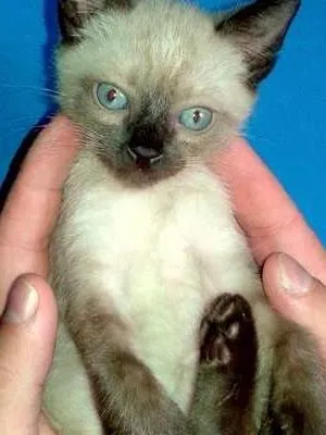 Gato ra a Siamês idade Abaixo de 2 meses nome Blue