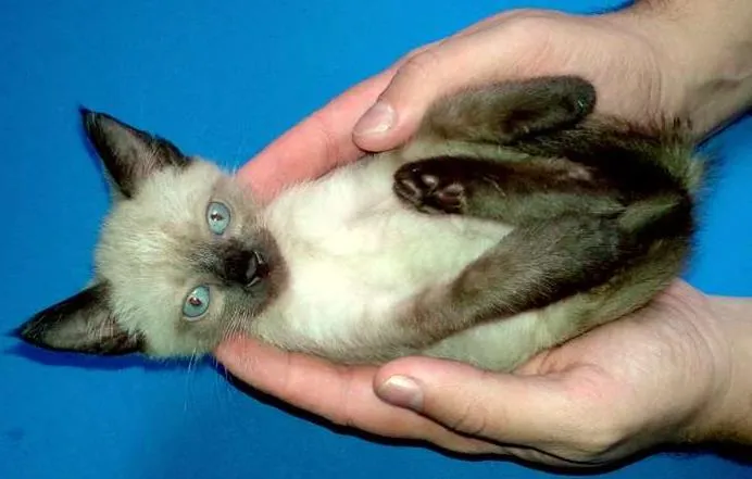 Gato ra a Siamês idade Abaixo de 2 meses nome Blue