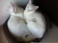 Rufus e Amélie
