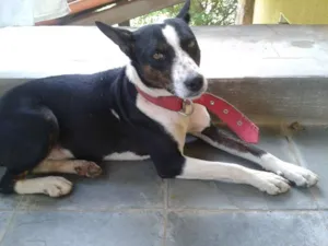 Cachorro raça Sem raça definida idade  nome Desconhecido