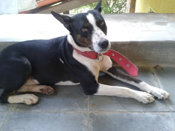 Cachorro ra a Sem raça definida idade  nome Desconhecido