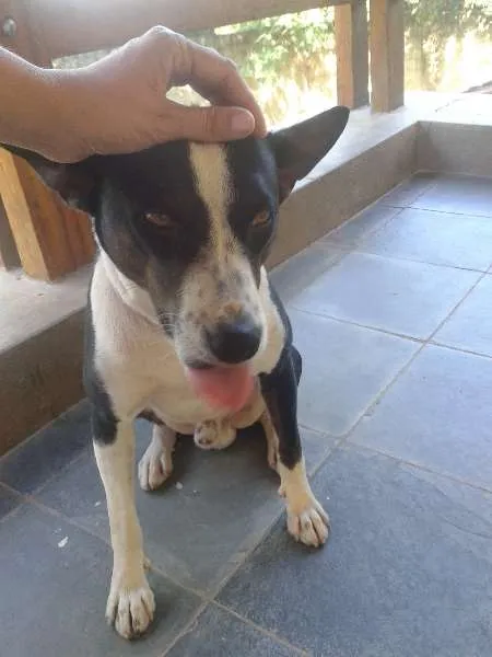 Cachorro ra a Sem raça definida idade  nome Desconhecido