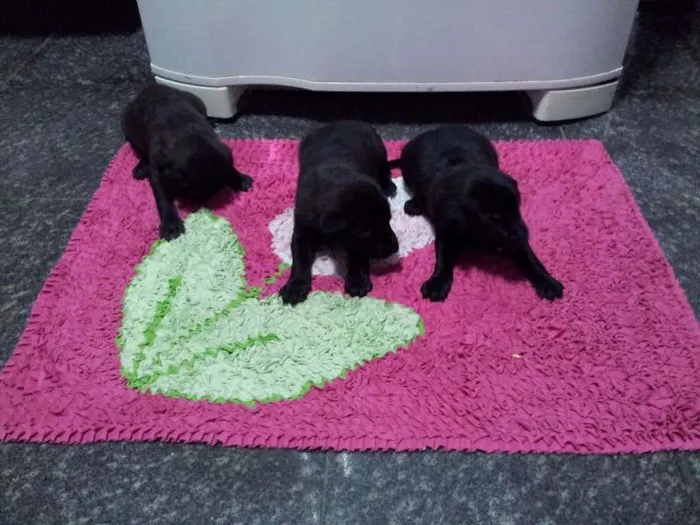 Cachorro ra a SRD idade Abaixo de 2 meses nome Filhotes