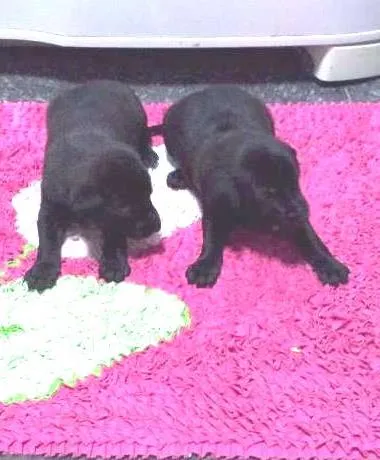 Cachorro ra a SRD idade Abaixo de 2 meses nome Filhotes