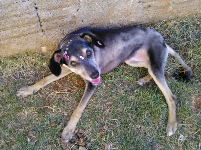 Cachorro ra a vira lata idade 2 anos nome Belinha