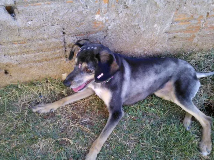 Cachorro ra a vira lata idade 2 anos nome Belinha