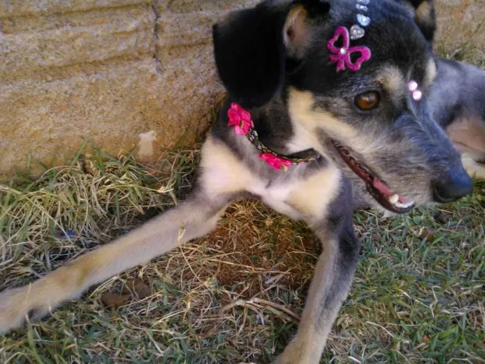 Cachorro ra a vira lata idade 2 anos nome Belinha