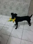Belinha
