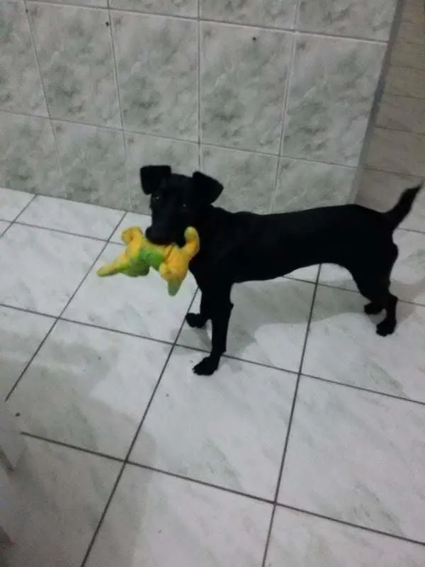 Cachorro ra a srd idade 7 a 11 meses nome Belinha