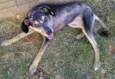 Belinha