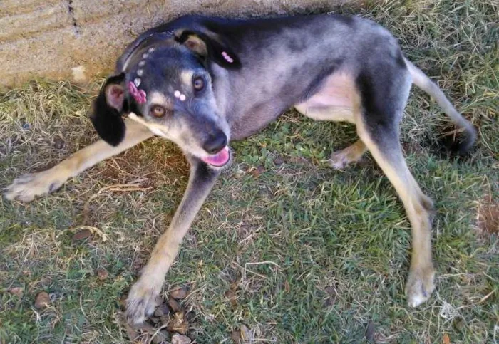 Cachorro ra a vira lata idade 2 anos nome Belinha