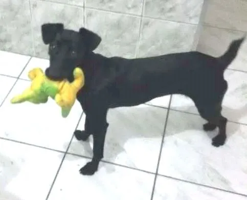 Cachorro ra a srd idade 7 a 11 meses nome Belinha