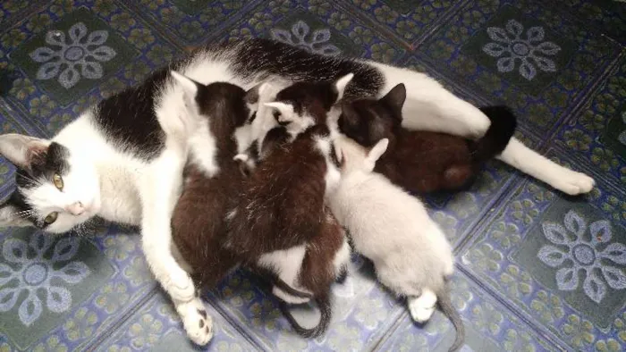 Gato ra a Sem Raça idade 7 a 11 meses nome Madonna