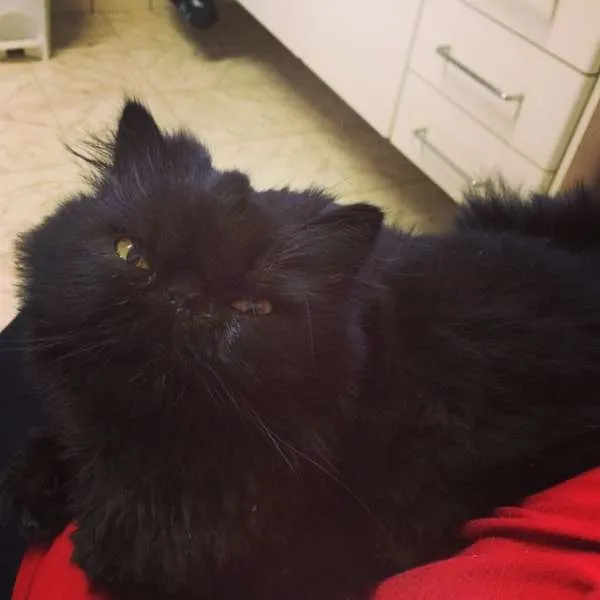 Gato ra a Persa idade 3 anos nome Monan 