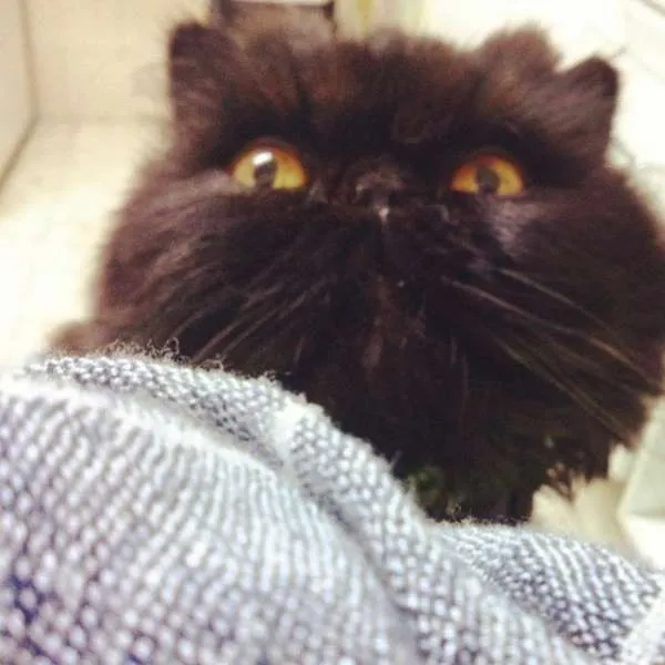 Gato ra a Persa idade 3 anos nome Monan 