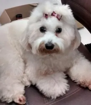 Cachorro raça Poodle idade 4 anos nome DESIRE GRATIFICA
