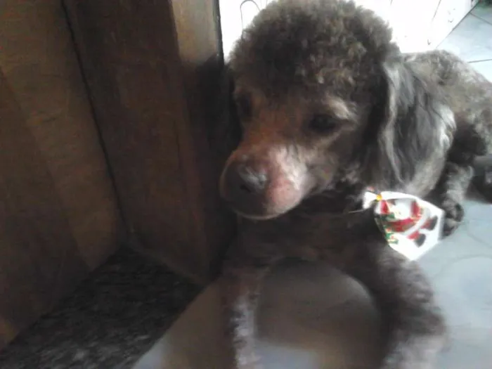 Cachorro raça pudom idade 1 ano nome nik