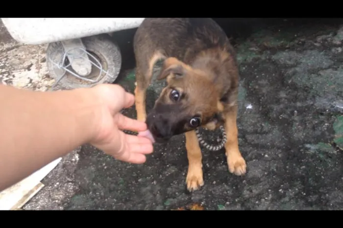 Cachorro ra a SRD idade 2 a 6 meses nome PIPOCA