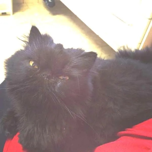 Gato ra a Persa idade 3 anos nome Monan 