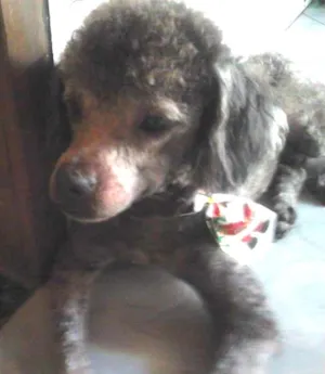 Cachorro raça pudom idade 1 ano nome nik