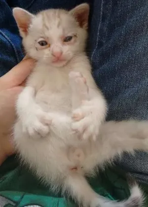 Gato raça  idade Abaixo de 2 meses nome Luke
