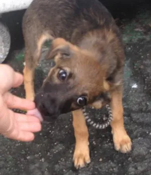 Cachorro raça SRD idade 2 a 6 meses nome PIPOCA