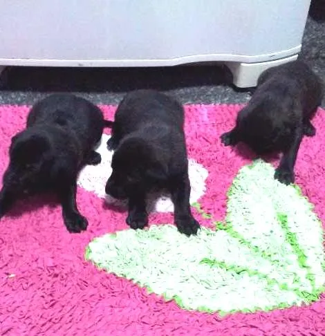 Cachorro ra a SRD idade Abaixo de 2 meses nome Filhotes