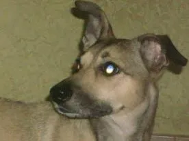 Cachorro ra a SRD idade 5 anos nome Polly