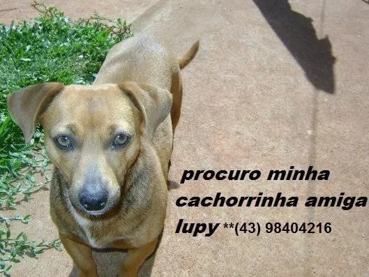 Cachorro ra a mestiço cofap idade 6 ou mais anos nome lupy GRATIFICA