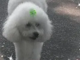 Cachorro ra a poodle idade 6 ou mais anos nome maggie