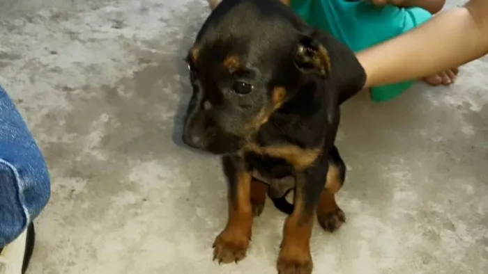 Cachorro ra a Acredito que seja mistura de basset idade  nome Luke