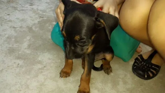 Cachorro ra a Acredito que seja mistura de basset idade  nome Luke