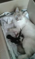 gataegatinhos