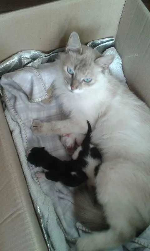 Gato ra a sem raça idade Abaixo de 2 meses nome gataegatinhos