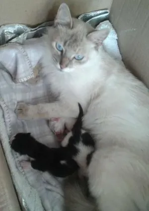 Gato raça sem raça idade Abaixo de 2 meses nome gataegatinhos