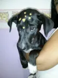 Cadelinha