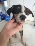 bob